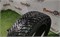 Шина зима R16 Nokian 205х55 23356 - фото 33613