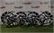 К-кт литых дисков R17 HONDA 5х114,3/64,1/40 24505
