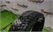 Шина зима R15 Nokian  185х65 24714