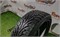Шина липучка R16 Nokian 195х55 25193