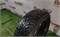 Шина зима R15 Nokian 185х65 25465
